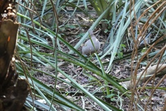 Crypturellus undulatus