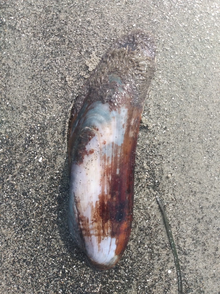 Neglected Horsemussel