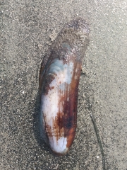 Modiolatus neglectus