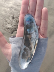 Modiolatus neglectus