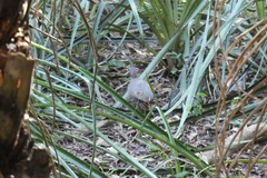 Crypturellus undulatus