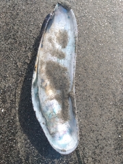 Modiolatus neglectus