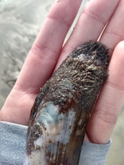 Modiolatus neglectus