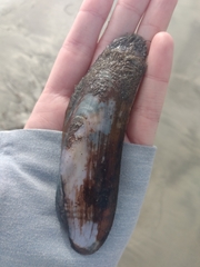 Modiolatus neglectus