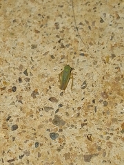 Xyphon reticulatum