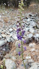 Delphinium hansenii hansenii
