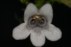 Penstemon alluviorum