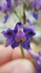 Delphinium hansenii hansenii