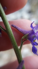 Delphinium hansenii hansenii