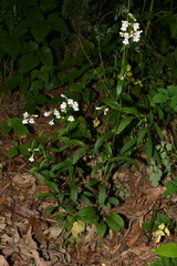 Penstemon alluviorum