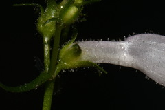 Penstemon alluviorum