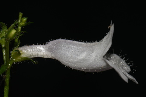 Image of Penstemon alluviorum by (c) Brian Finzel, some rights reserved (CC BY-SA)