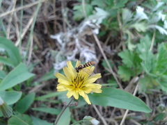 Sphaerophoria menthastri