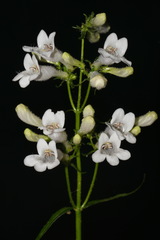 Penstemon alluviorum