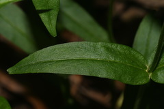 Penstemon alluviorum