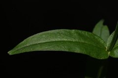 Penstemon alluviorum
