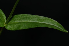 Penstemon alluviorum