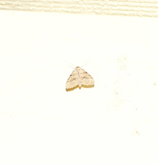 Nola desmotes
