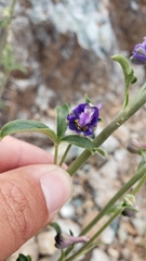 Delphinium hansenii hansenii