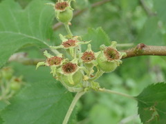 Crataegus succulenta