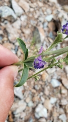 Delphinium hansenii hansenii