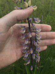 Lupinus oreganus