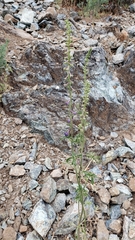 Delphinium hansenii hansenii