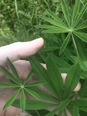 Lupinus oreganus