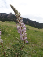 Lupinus argenteus argenteus