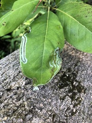 Phyllocnistis magnoliella