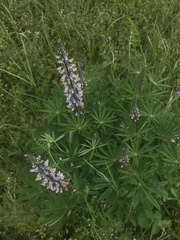 Lupinus oreganus