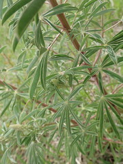 Lupinus argenteus argenteus