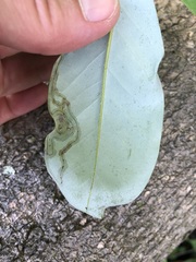 Phyllocnistis magnoliella