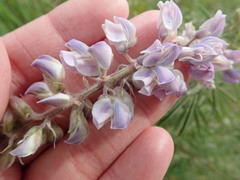 Lupinus argenteus argenteus
