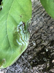 Phyllocnistis magnoliella