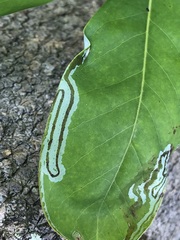 Phyllocnistis magnoliella