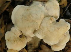 Leucopaxillus cerealis