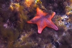 Anthaster valvulatus