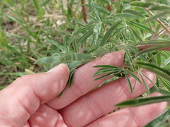 Lupinus argenteus argenteus