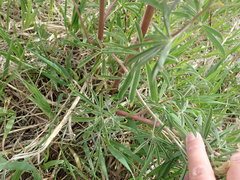 Lupinus argenteus argenteus