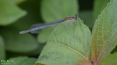 Paracercion v-nigrum