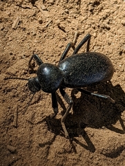 Eleodes grandicollis