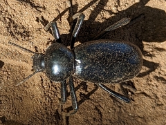 Eleodes grandicollis