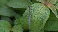 Paracercion v-nigrum