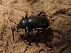 Eleodes grandicollis