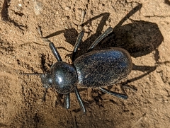 Eleodes grandicollis