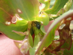 Mecinus janthiniformis