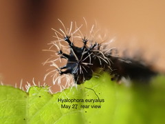 Hyalophora euryalus