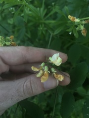 Lathyrus holochlorus