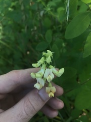 Lathyrus holochlorus